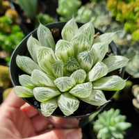 Haworthia cooperi variegated 'Silver Swirl' (limit x1 per order)