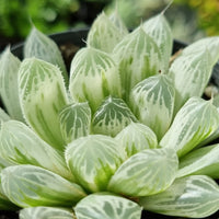 Haworthia cooperi variegated 'Silver Swirl' (limit x1 per order)
