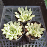 Haworthia cooperi variegated 'Silver Swirl' (limit x1 per order)