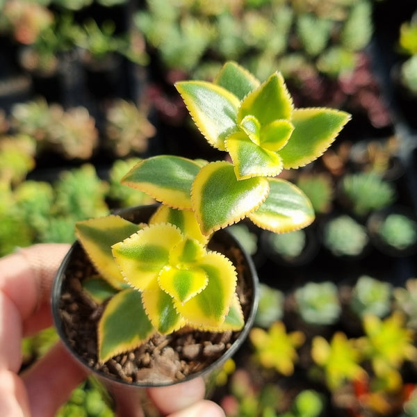 Crassula sarmentosa variegata (50mm pot)