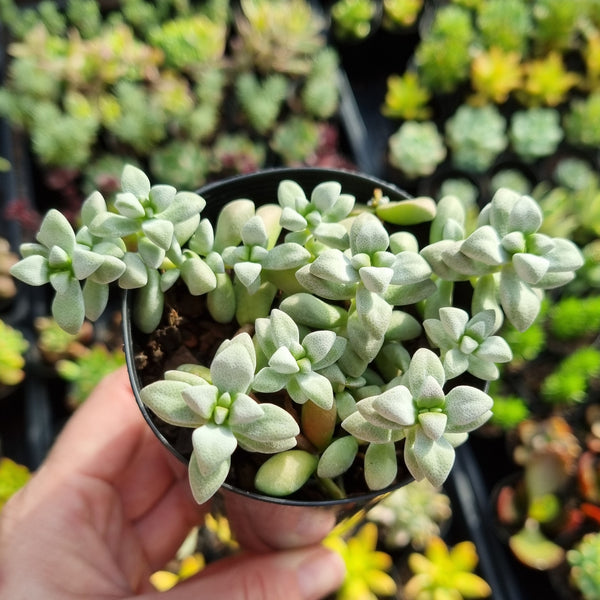 Crassula deltoidea