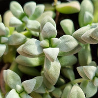 Crassula deltoidea