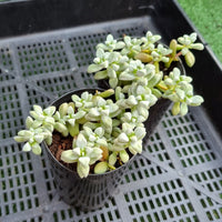 Crassula deltoidea