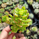 Sedum 'Joyce Tulloch' (50mm pot)