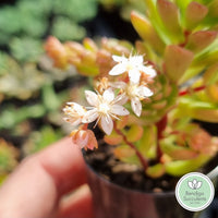 Sedum 'Joyce Tulloch' (50mm pot)