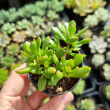 Crassula pubescens ssp. radicans (50mm pot)