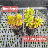 Sedum 'Red Berry' (different to Red Jelly Beans) (50mm pot)