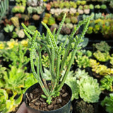 Crassula muscosa