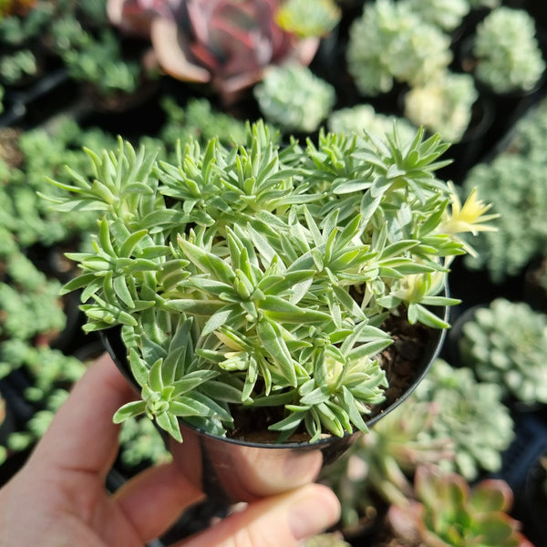 Sedum lineare variegatum