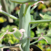 Senecio articulatus f. variegatus