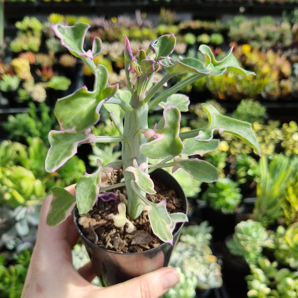 Senecio articulatus f. variegatus