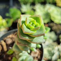 Crassula perforata - hanging form