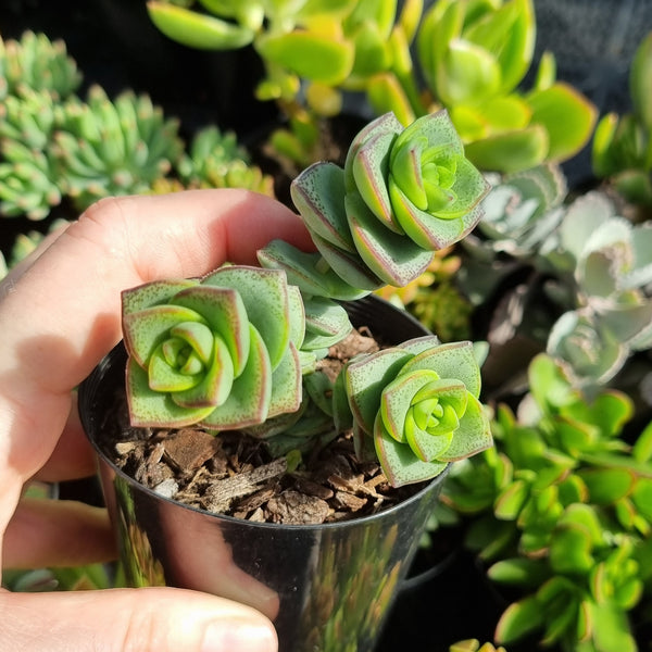 Crassula perforata - hanging form