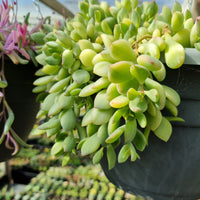 Cotyledon pendens variegated (limit x2 per order)