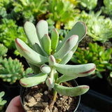 Cotyledon orbiculata long leaf form