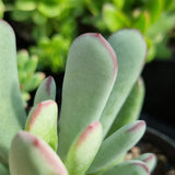 Cotyledon orbiculata long leaf form