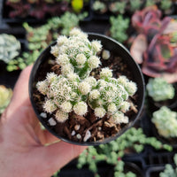 Thimble Cactus (Mammillaria gracilis)