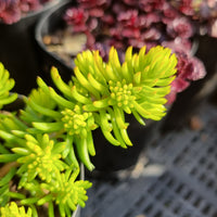 Sedum mexicanum 'Gold'