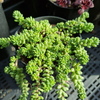 Sedum album