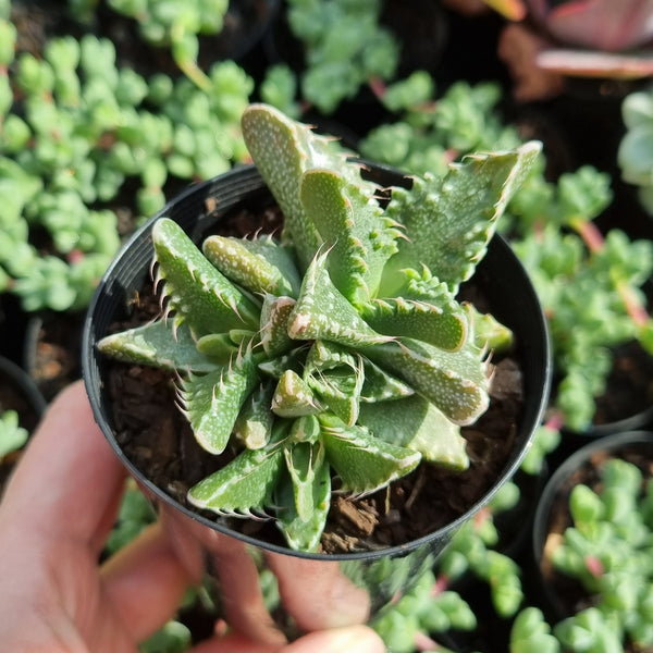 Faucaria tuberculosa