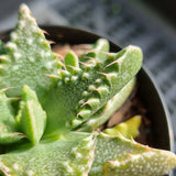 Faucaria tuberculosa