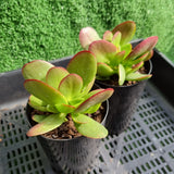 Crassula platyphylla