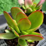 Crassula platyphylla