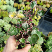 Senecio macroglossus variegata