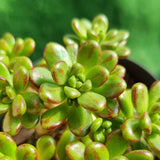 Aeonium sedifolium