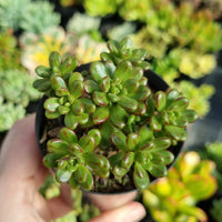 Aeonium sedifolium