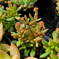 Crassula pubescens ssp. radicans (50mm pot)