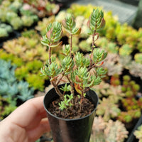 Crassula sarcocaulis (50mm pot)