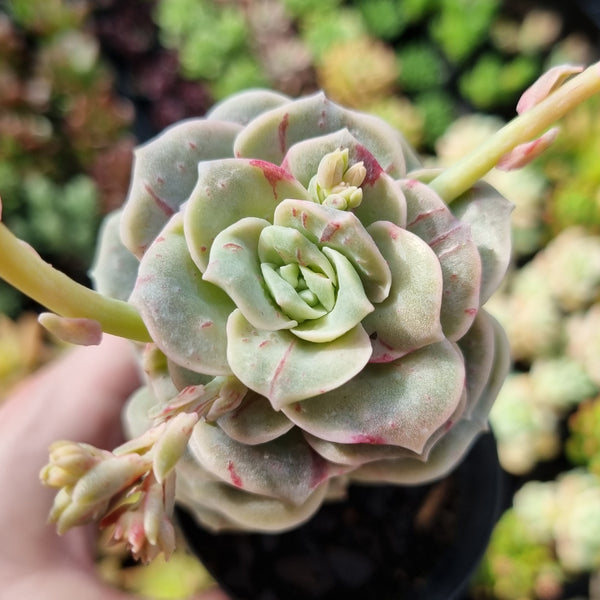 Graptoveria 'Lovely Rose' red monstrose (limit x1 per order)