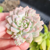 Echeveria prolifica (50mm pot)