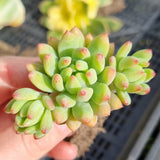 Sedeveria ‘Hummelii’ (50mm pot)