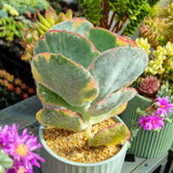 Cotyledon undulata variegata