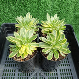 Aeonium x hybridum variegated aka simsii variegated (limit x1 per order)