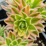 Aeonium x hybridum variegated aka simsii variegated (limit x1 per order)