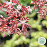 Crassula ‘Purple Dragon’ (50mm pot)