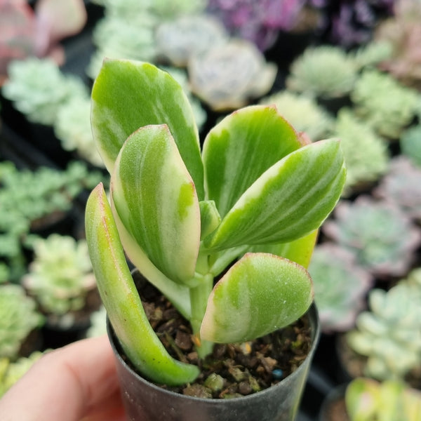 Crassula ovata obliqua variegata (50mm pot)