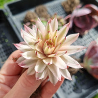 Sempervivum 'Gold Dust' variegated (limit x2 per order)