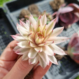 Sempervivum 'Gold Dust' variegated (limit x2 per order)