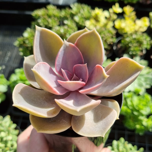 Echeveria PVN aka ‘Perle Von Nurnberg’