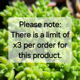 Sedum ‘Golden Rice’ variegated (limit x3 per order)