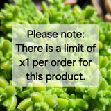 Kalanchoe humilis (limit x1 per order)
