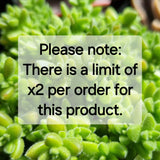 Sempervivum 'Gold Dust' variegated (limit x2 per order)
