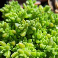 Crassula ernestii (50mm pot)