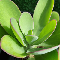 Senecio amaniensis