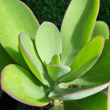 Senecio amaniensis