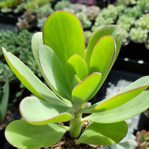 Senecio amaniensis